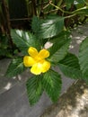 Single flower of blooming Turnera ulmifolia Royalty Free Stock Photo